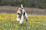 FOX TERRIER 356